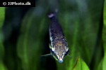 boulengerella maculata boulengerella maculata