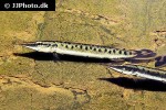 boulengerella maculata boulengerella maculata