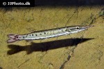 boulengerella maculata boulengerella maculata