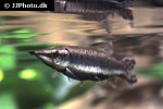 boulengerella maculata boulengerella maculata