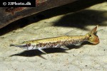 boulengerella species schoko boulengerella species schoko