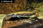 boulengerella species schoko boulengerella species schoko