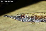 boulengerella species schoko boulengerella species schoko