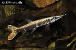 boulengerella species schoko boulengerella species schoko