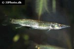 ctenolucius hujeta ctenolucius hujeta