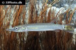 ctenolucius hujeta ctenolucius hujeta