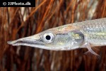 ctenolucius hujeta ctenolucius hujeta