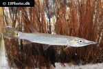 ctenolucius hujeta ctenolucius hujeta