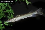 ctenolucius hujeta ctenolucius hujeta