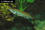 ctenolucius hujeta ctenolucius hujeta