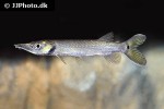 ctenolucius hujeta ctenolucius hujeta