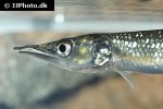 ctenolucius hujeta ctenolucius hujeta