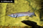 ctenolucius hujeta ctenolucius hujeta