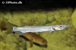 ctenolucius hujeta ctenolucius hujeta