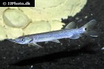 ctenolucius hujeta ctenolucius hujeta
