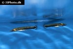ctenolucius hujeta ctenolucius hujeta