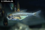 heterocharax virgulatus heterocharax virgulatus