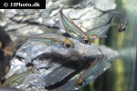 heterocharax virgulatus heterocharax virgulatus