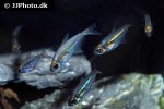 heterocharax virgulatus heterocharax virgulatus