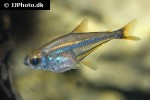 heterocharax virgulatus heterocharax virgulatus
