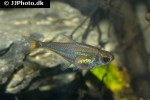 heterocharax virgulatus heterocharax virgulatus