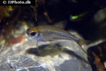 heterocharax virgulatus heterocharax virgulatus