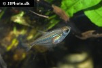 heterocharax virgulatus heterocharax virgulatus