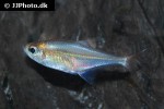 lonchogenys ilisha lonchogenys ilisha