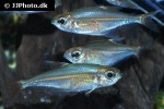 lonchogenys ilisha lonchogenys ilisha