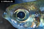lonchogenys ilisha lonchogenys ilisha