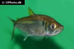 oligosarcus hepsetus oligosarcus hepsetus