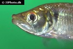 oligosarcus hepsetus oligosarcus hepsetus