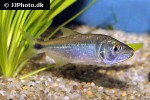 oligosarcus jenynsii oligosarcus jenynsii