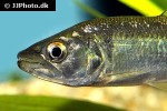 oligosarcus jenynsii oligosarcus jenynsii