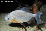 colossoma macropomum colossoma macropomum