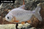 colossoma macropomum colossoma macropomum