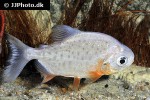 colossoma macropomum colossoma macropomum