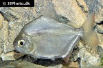 metynnis altidorsalis metynnis altidorsalis