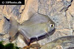 metynnis altidorsalis metynnis altidorsalis