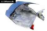 metynnis argenteus metynnis argenteus