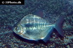 metynnis argenteus metynnis argenteus