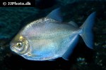 metynnis argenteus metynnis argenteus