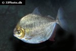 metynnis argenteus metynnis argenteus