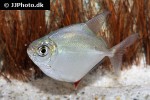 metynnis cf argenteus metynnis cf argenteus