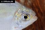 metynnis cf argenteus metynnis cf argenteus