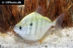 metynnis fasciatus metynnis fasciatus