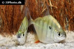 metynnis fasciatus metynnis fasciatus