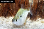 metynnis fasciatus metynnis fasciatus