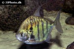 metynnis fasciatus metynnis fasciatus