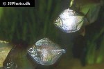 metynnis hypsauchen metynnis hypsauchen